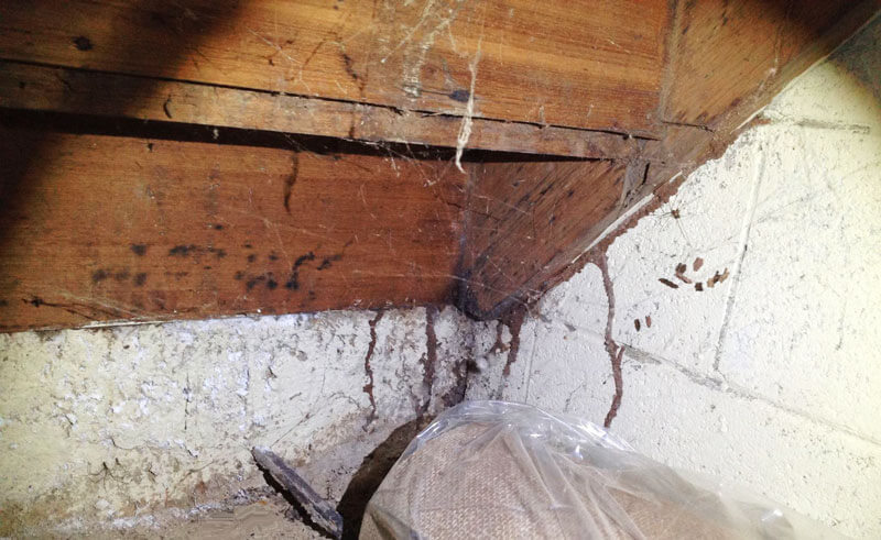 Pest Inspection: Termites – Christies Beach, Adelaide