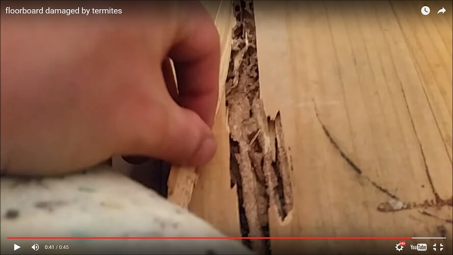 Video – Termite damage in Adelaide home