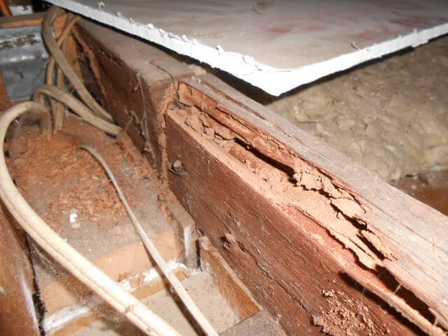 Termite Damage Control