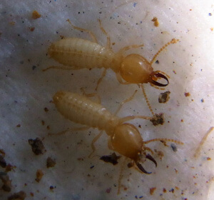 coptotermes-termite-soldiers