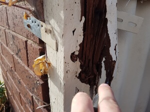 Fencing damaged by termites
