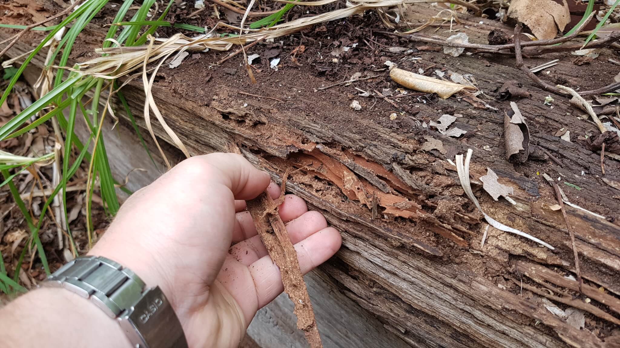 Termite damage found on inspection
