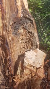 Termite Tree
