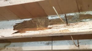 Termite Damaged Floor Beams